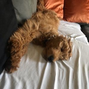 Meet your Posher, Krista